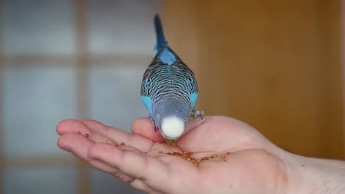 Blue Budgerigar Eating Seeds from a Hand