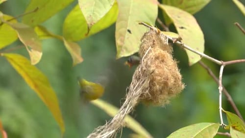 oiseau cabe bunga ou oiseau pic à ventre orange avec son bébé au nid