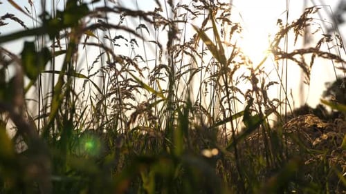 Beautiful Nature Scene of Green Meadow with Wild Vegetation Bright Sunlight Illuminating Lawn at