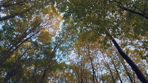 Tree Tops Taken From Below