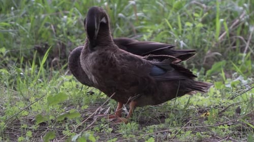 Pomeranian Duck Standing And Preening Feathers. - close up shot