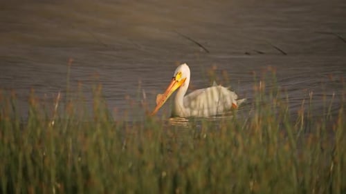 Pelican glowing in the evening sun on Utah Lake