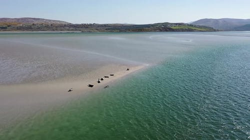 Robben schwimmen und rasten in Gweebarra Bay, County Donegal, Irland
