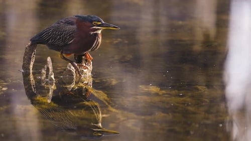 Green Heron Perched on Cypress Knee