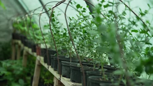 Seedlings for Exotic Plants are Grown in the Greenhouse