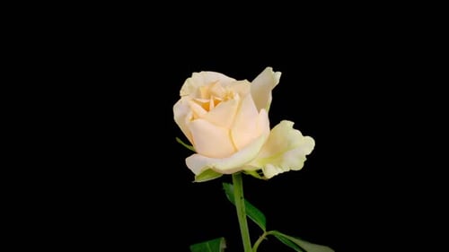 Zeitraffer der Eröffnung von White Rose