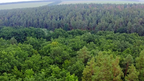 Vue aérienne de la forêt. Arbre vert, vue aérienne de la forêt