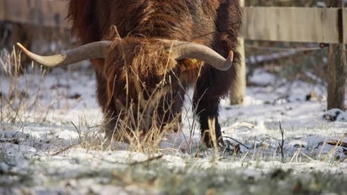 Highland Cow Grazing in Snowy Winter Field