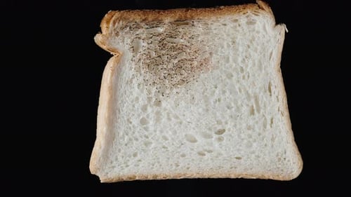 Slice of Bread Toasting and Burning Time Lapse