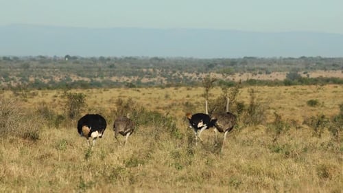 Extreme Weitwinkelaufnahme von vier Straußen, die im offenen Grasland spazieren, Greater Kruger.