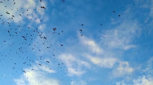 Large Flock of Birds Flying in Blue Sky