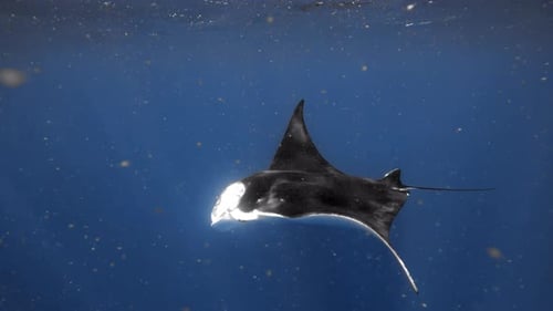 Graceful Manta Rays Swimming Underwater in Deep Blue