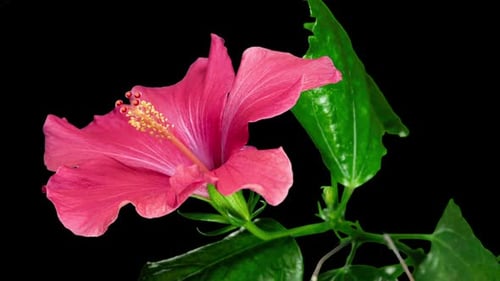 Pink Hibiscus Opens Big Flower in Time Lapse. Blooming Red Plant on a Black Background