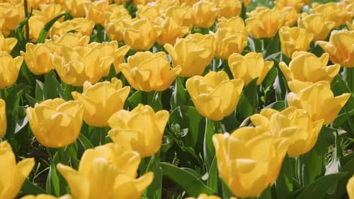 Flowerbed with bright yellow tulip flowers in spring.