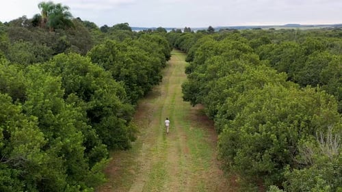 Macadamianussplantage