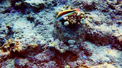 Freckled Hawkfish fish Red Sea near coral reef seabed, scuba diving POV