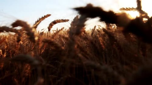 Sunset on the field with yellow wheat. A beautiful field with a crop. Camera moves forward.
