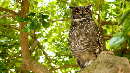 Hibou grand-duc d'Afrique aux grands yeux jaunes perçant le regard intense, perché dans un arbre