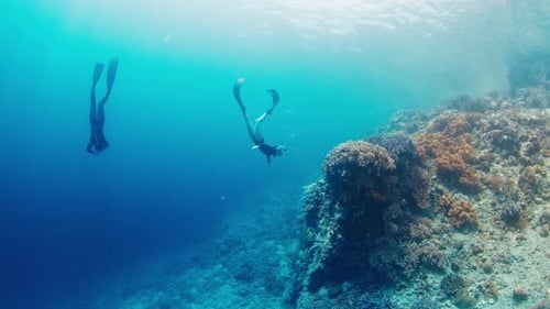 Women Freedivers Swim in the Sea