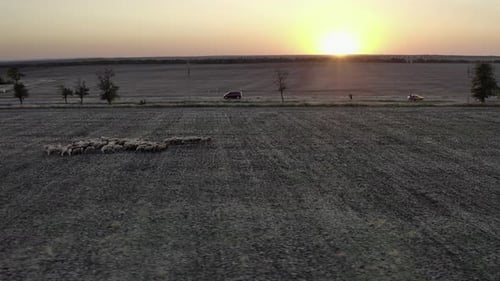 Aerial view of a flock of sheep in a pasture at sunset.