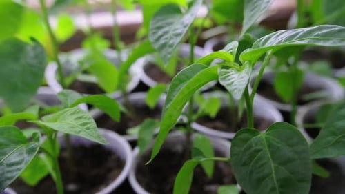 Chilli Epper Seedlings for Planting Detail of Chilli Seedling Leaves Seedlings for Planting