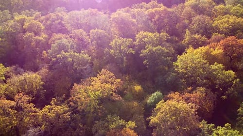 Beautiful Landscape View Treetops with Yellow Leaves on Bright Sunny Day
