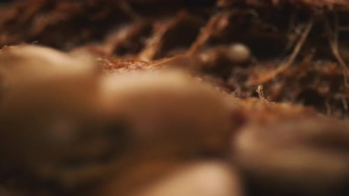 Close-Up of Seeded Brown Bread