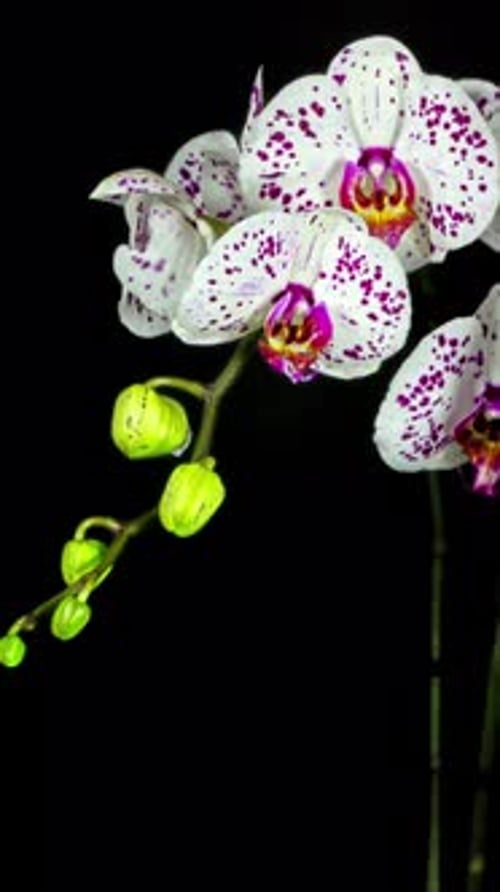 Orchidée verticale Laps de temps 2K
