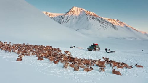 Vista aérea: montanhas cobertas de neve e rebanhos selvagens
