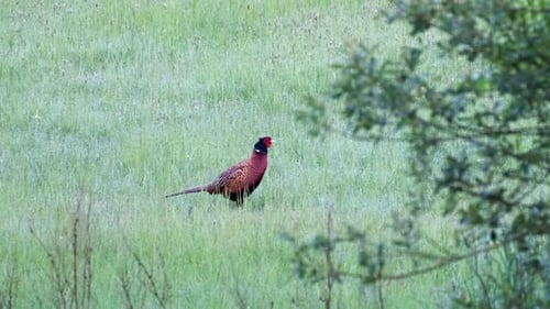 Male pheasant in early morning walking over meadow at the edge of a forest