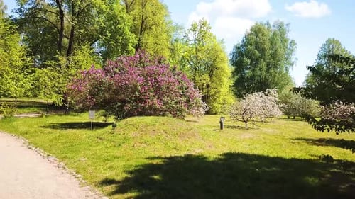 Blooming Apple Orchard In A Country Estate 05