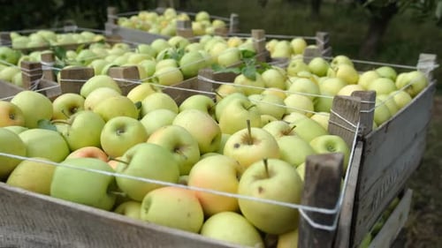 Farmers Harvesting Golden Apples