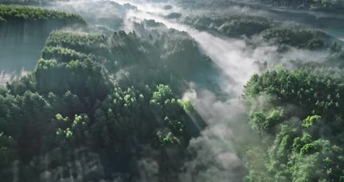 Foggy forest in valley in autumn at sunrise.