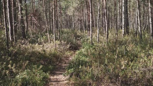 Background Forest Path Summer