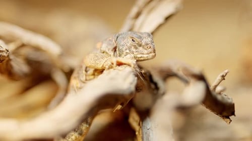 Stachelschwanzechse ruht auf einem Ast
