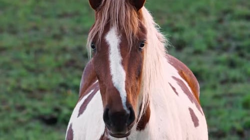 Retrato de cerca a cámara lenta de un caballo blanco con manchas marrones de un caballo con una melena revoloteando en el