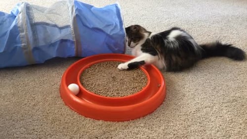 Playful Cat Batting Ball Around a Red Track Toy