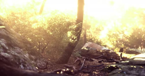 Sunlight Filters Through Trees in a Serene Forest Setting During Golden Hour