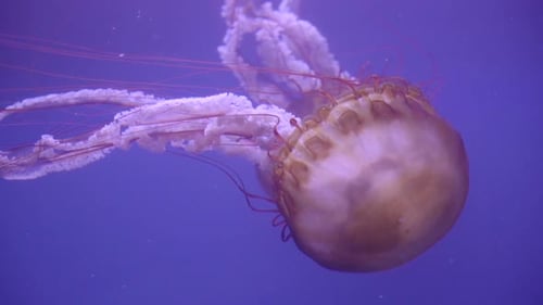 Quallen schwimmen sanft durch Wasser mit violettem Hintergrund