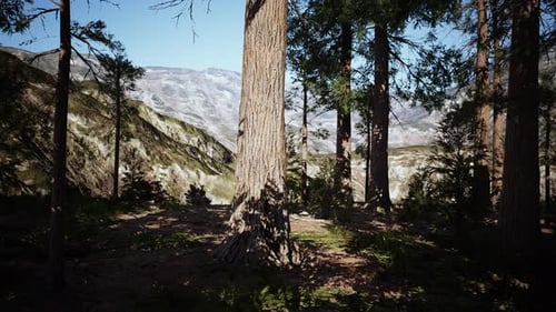 Giant Sequoia Trees Towering Above the Ground in Sequoia National Park