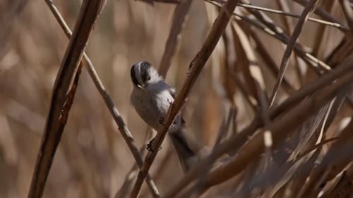 Long-Tailed Tit Perched on Reed Branch Eating