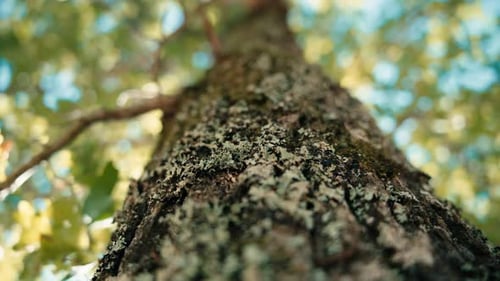 Tronco de árbol en marcro con un movimiento de cámara al ras de la corteza del árbol, es un roble en verano,