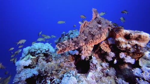 Tropischer Skorpionfisch aus Riffkorallen