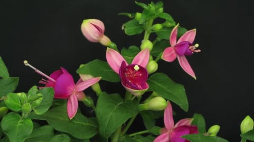 Zeitraffer einer wachsenden Fuchsienblüte