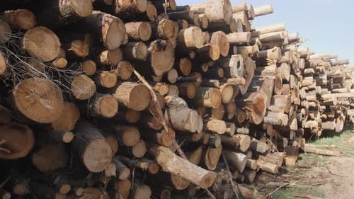 Large Pile of Cut Timber Logs in Rural Setting