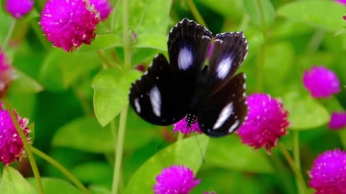Zeitlupe eines Schmetterlings in einem Blumengarten.