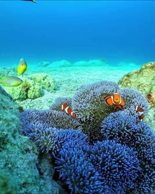 Poisson-clown nageant parmi les anémones bleues de mer dans un récif tropical
