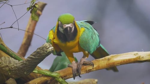 Slowmotion shot of a beautiful blue, green and yellow colored parrot sitting on a tree bough in the