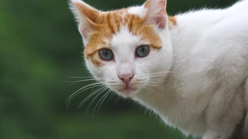 Close Up of Cat White with Orange Markings