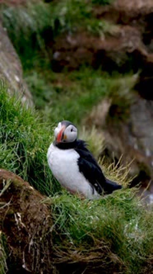 Les macareux explorent les falaises luxuriantes de Borgarfjordur, en Islande, pendant la saison de nidification estivale